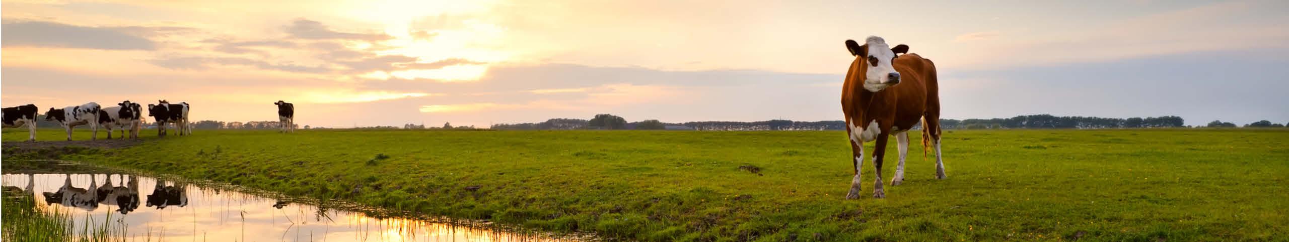 Banner Nederland